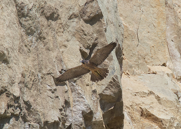 Peregrine Falcon Chicks June 18 2015  1588