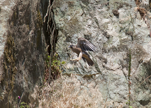 Peregrine Falcon Chicks June 18 2015  1586