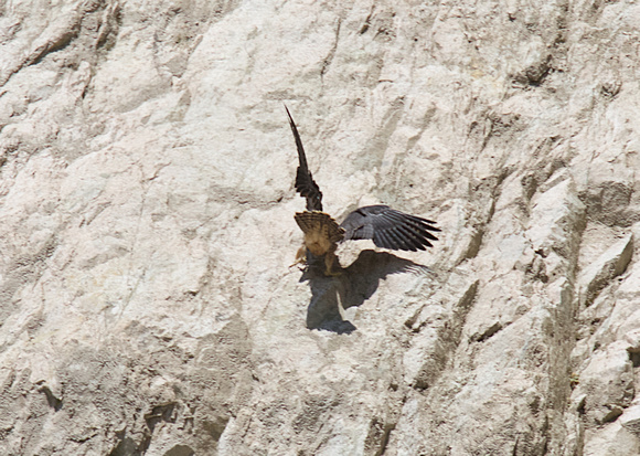 Peregrine Falcon Chicks June 18 2015  1583