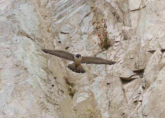 Peregrine Falcon Chicks June 18 2015  1599