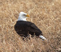 American Bald Eagle Jan 8 2015 Sumas  694