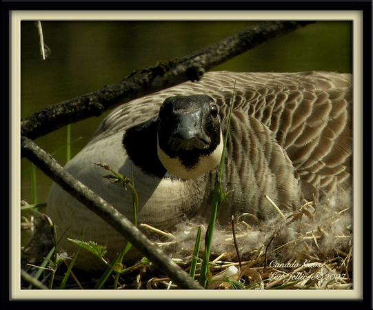Canada-Goose-on-nest-Apr.23