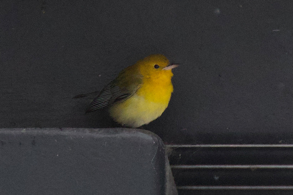 Prophonotary Warbler Dec 2 2022 Jellicoe St. Burnaby - 1 of 1