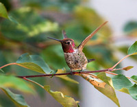 Anna's Hummingbird July 9 2015 home  1569