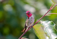 Anna's Hummingbird July 9 2015 home  1572