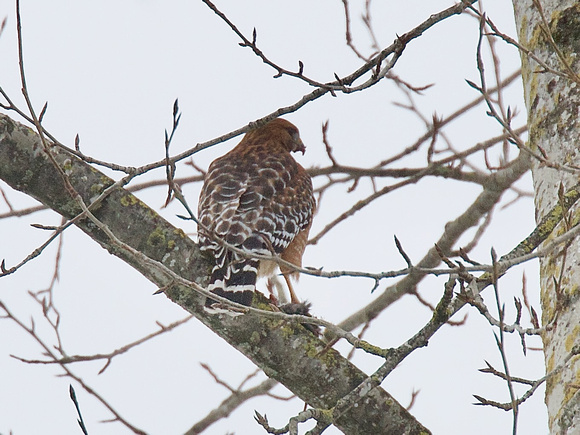 Red-shouldered Hawk Jan 1 2022 Tuyttens rd. Agasszi - 1 of 2 (1)