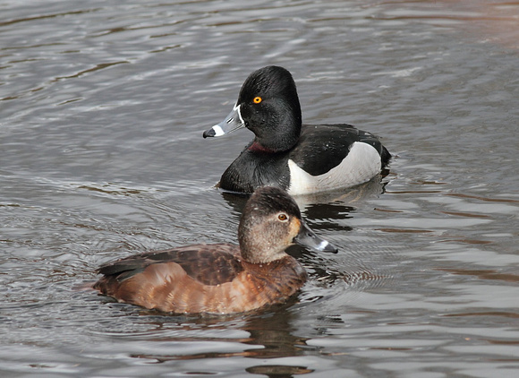 Ring-necked Duck 5