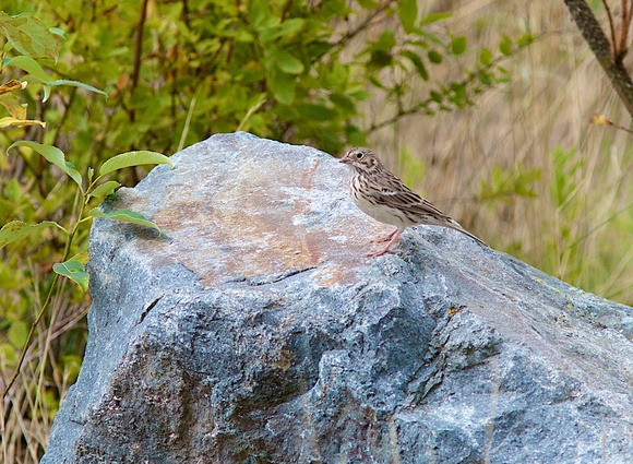 Vesper Sparrow Aug 28 2014 Harrison  1800