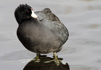 American Coot male