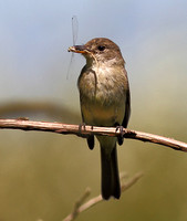 Willow Flycatcher dragonfly front