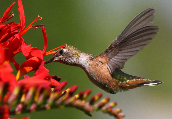 Rufous Hummingbird 8