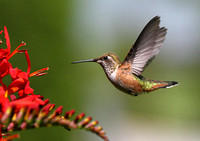 Rufous Hummingbird 7