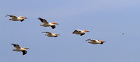 American White pelicans Brooks