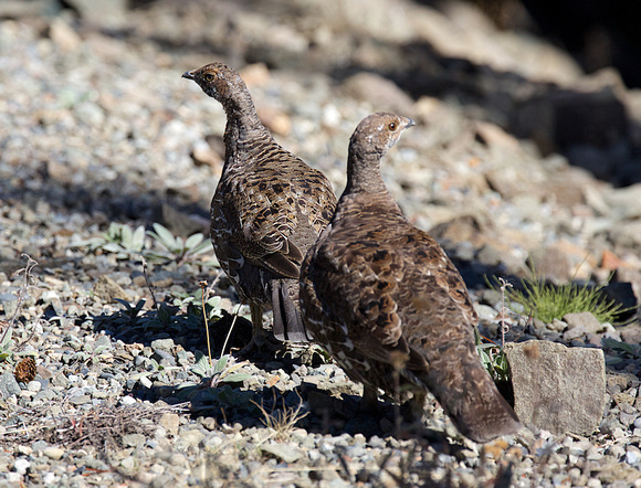 Sooty Grouse Sept 11 2015 manning  1706