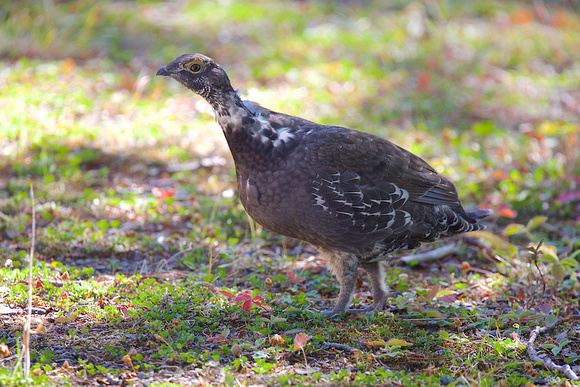 Sooty Grouse Sept 11 2015 manning  1703