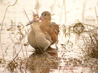 Bar-tailed-and-Marbeled-Godwit