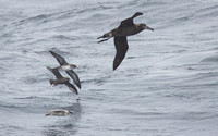 Albatross Feeding fenzy sept 20 2015 Uclulet  1818