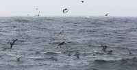 Albatross Feeding fenzy sept 20 2015 Uclulet  1817