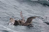 Albatross Feeding fenzy sept 20 2015 Uclulet  1816