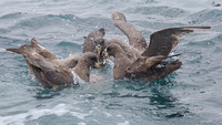 Albatross Feeding fenzy sept 20 2015 Uclulet  1815
