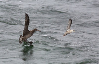Black-footed Albatross sept 202015 Uclulet  1730