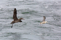 Black-footed Albatross sept 202015 Uclulet  1729