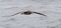 Black-footed Albatross sept 202015 Uclulet  1728