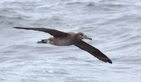 Black-footed Albatross sept 202015 Uclulet  1726