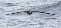 Black-footed Albatross sept 202015 Uclulet  1724
