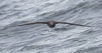 Black-footed Albatross sept 202015 Uclulet  1723