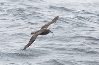 Black-footed Albatross sept 202015 Uclulet  1722