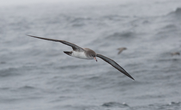 Pink-footed Shearwater sept 20 2015 Uclulet   1805