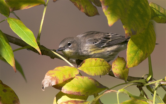 Yellow-rumped Warbler Sept 29 2015 Wilband  1865