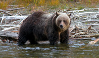 Grizzly 3 Oct 20 2013