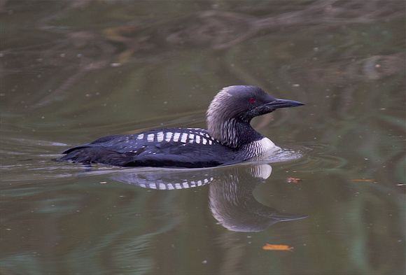 Pacific Loon Oct 24 2015 Hougen Park Abby.  1952