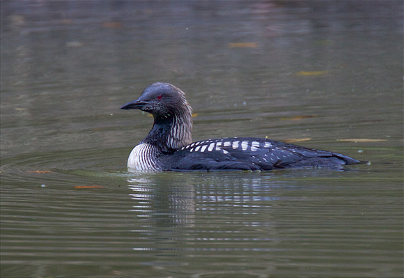Pacific Loon Oct 24 2015 Hougen Park Abby.  1953