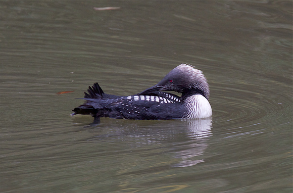 Pacific Loon Oct 24 2015 Hougen Park Abby.  1954