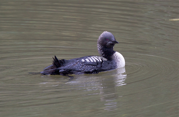 Pacific Loon Oct 24 2015 Hougen Park Abby.  1955