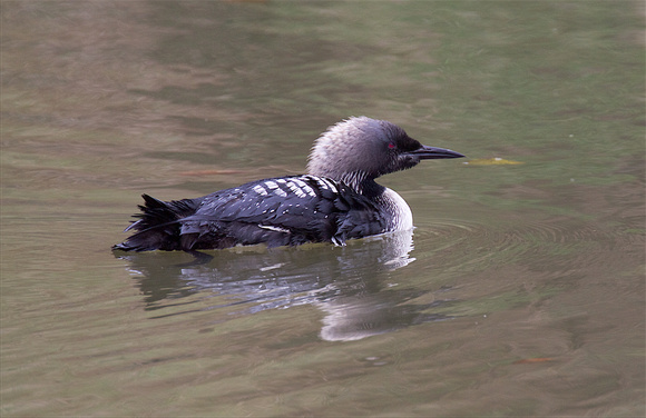 Pacific Loon Oct 24 2015 Hougen Park Abby.  1956