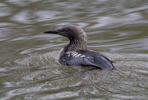 Pacific Loon Oct 24 2015 Hougen Park Abby.  1951