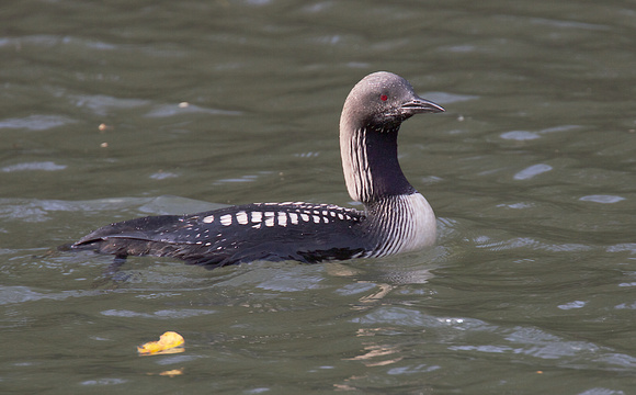 Pacific Loon Oct 25 2015 Hougen Park Abby.  1938
