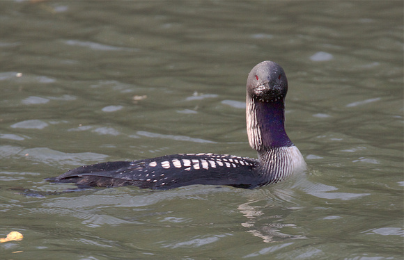 Pacific Loon Oct 25 2015 Hougen Park Abby.  1939