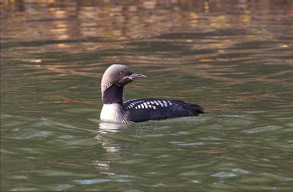 Pacific Loon Oct 25 2015 Hougen Park Abby.  1940