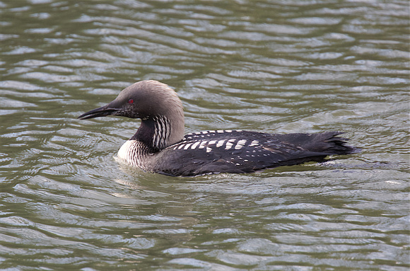 Pacific Loon Oct 25 2015 Hougen Park Abby.  1941