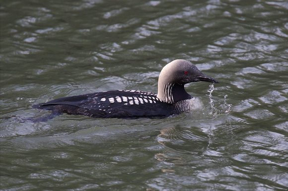 Pacific Loon Oct 25 2015 Hougen Park Abby.  1937