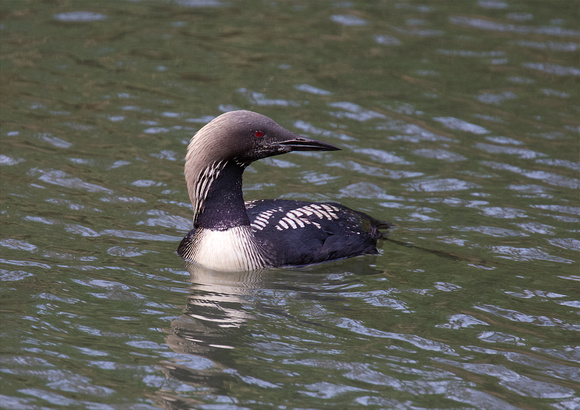 Pacific Loon Oct 25 2015 Hougen Park Abby.  1943
