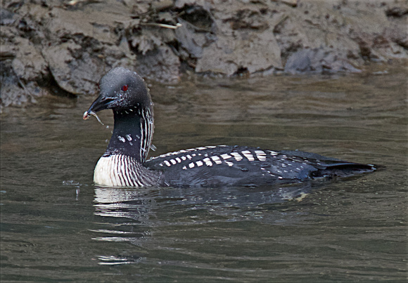 Pacific Loon Oct 25 2015 Hougen Park Abby.  1944