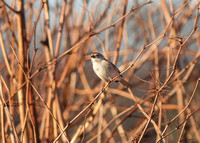 American Tree Sparrow Jan 20 2015 sumas  756