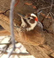 Arizona Woodpecker