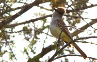 Ash-throated Flycatcher 1